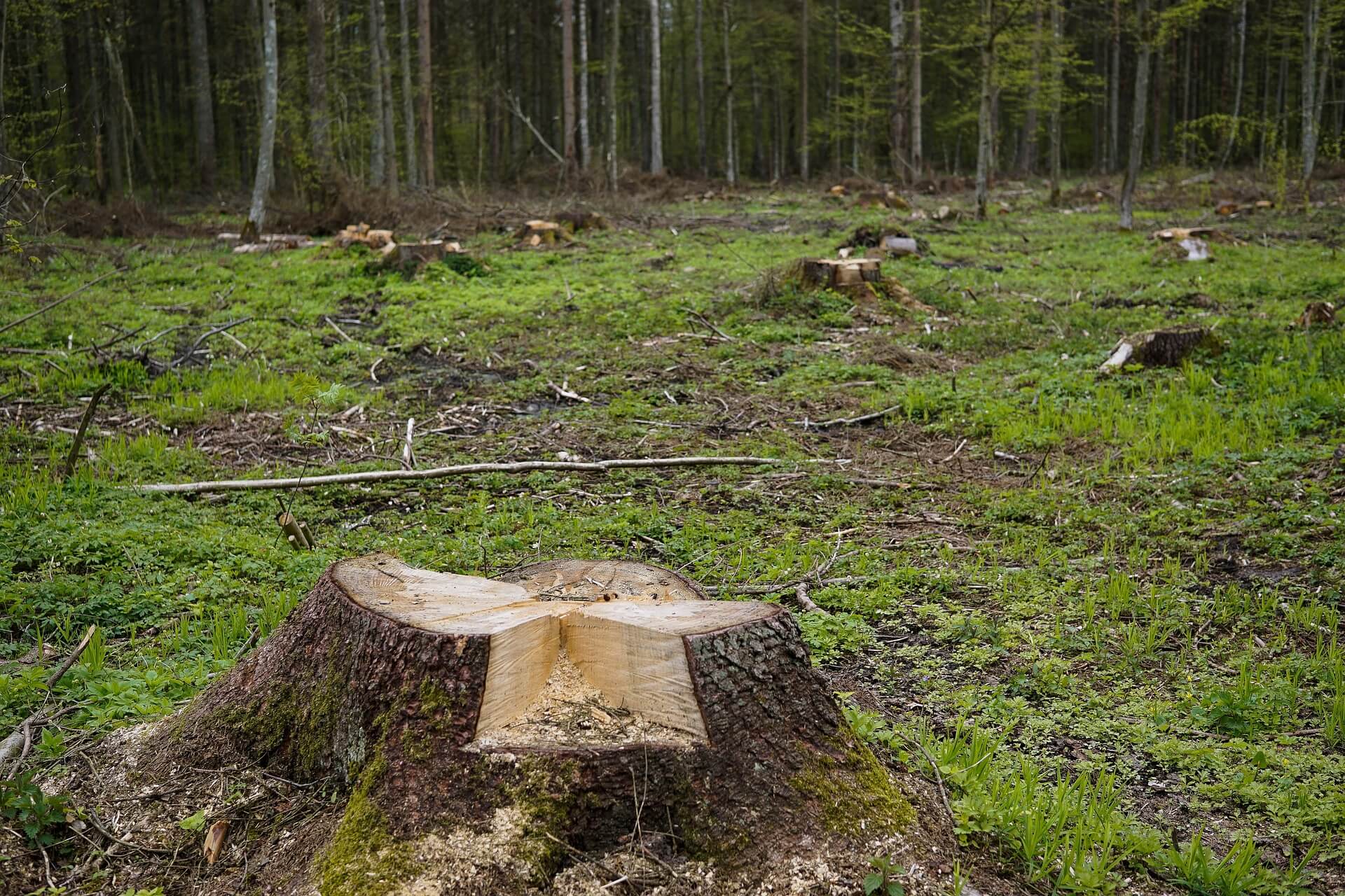 Just a stump.